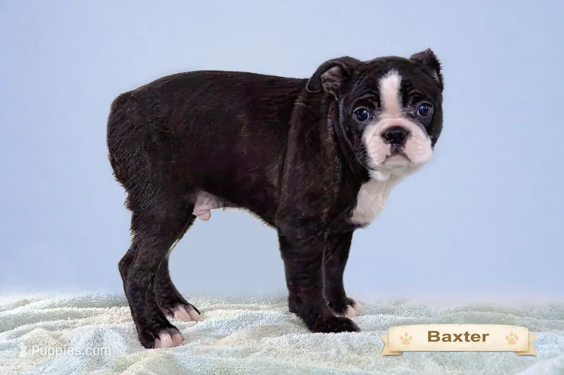 Baxter – Boston Terrier puppy for sale in Clare, MI
