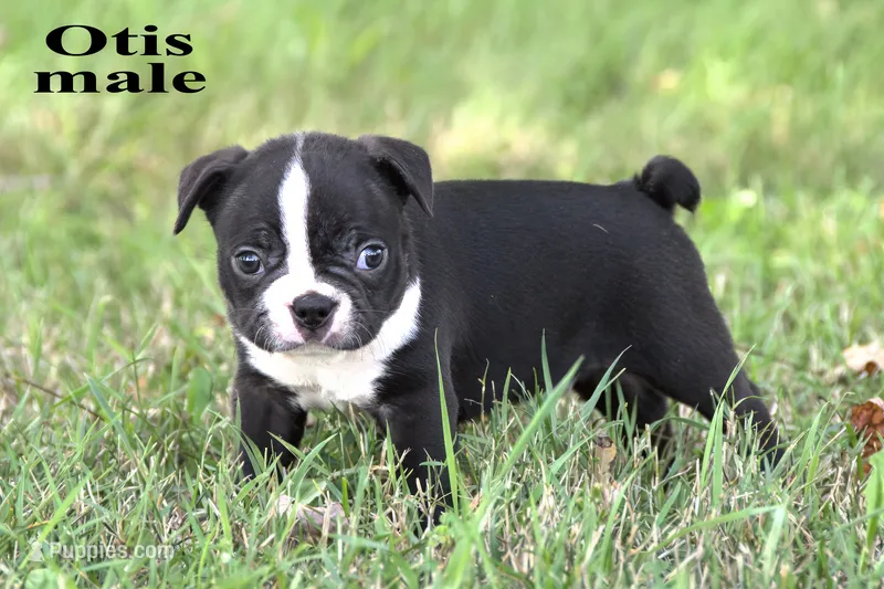 Otis – Boston Terrier puppy for sale in Clare, MI
