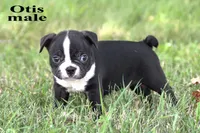 Otis, a male Boston Terrier for sale in Clare, MI – 1 of 2