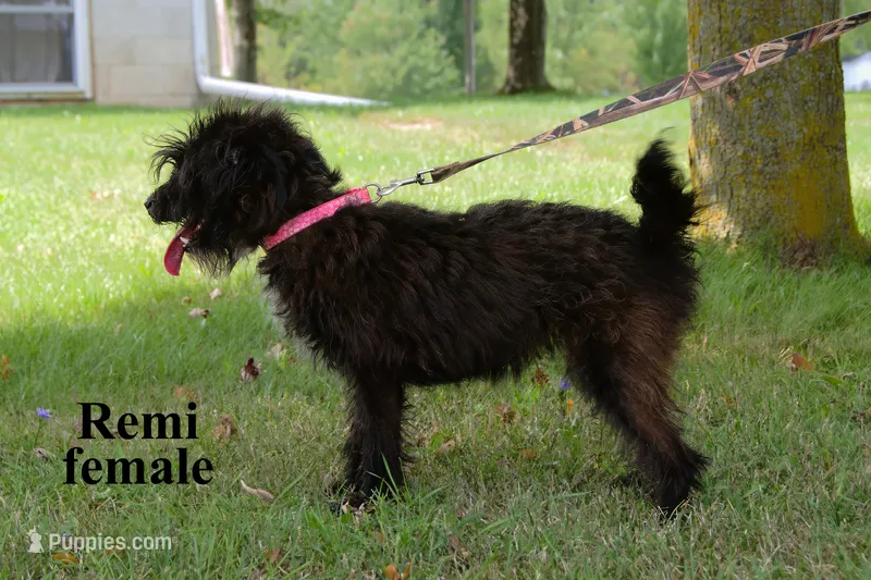 Remi – Poodle - Miniature  puppy for sale in Clare, MI