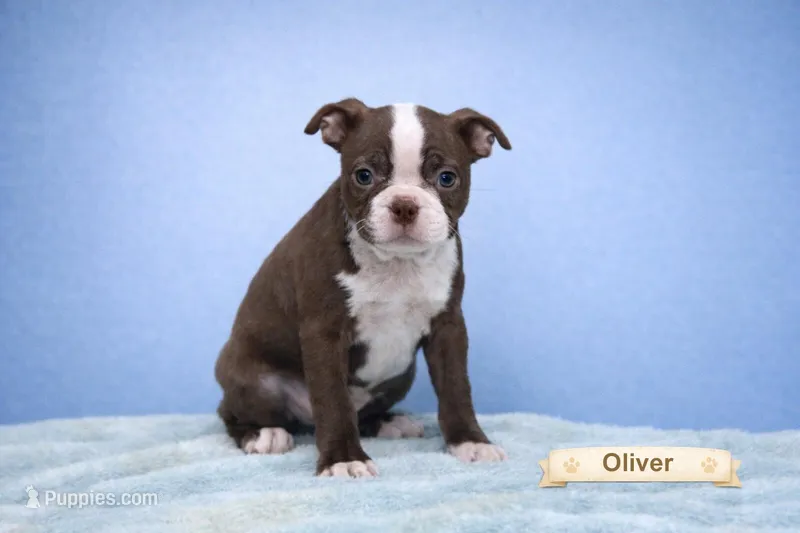 Oliver – Boston Terrier puppy for sale in Clare, MI