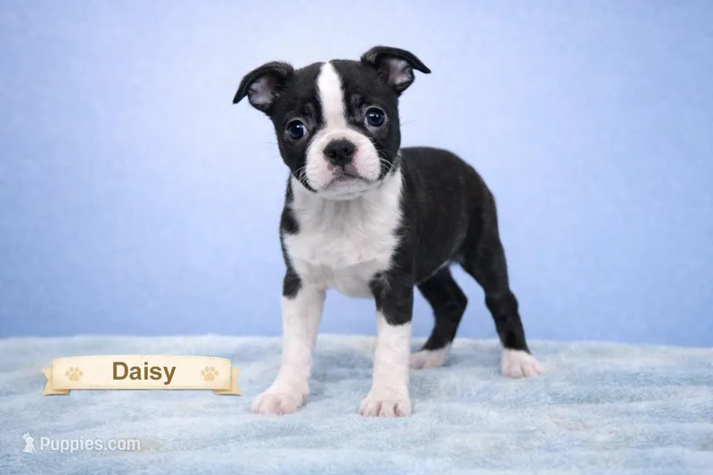 Daisy – Boston Terrier puppy for sale in Clare, MI