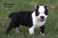 Bruno, a male Boston Terrier for sale in Clare, MI – 2 of 2