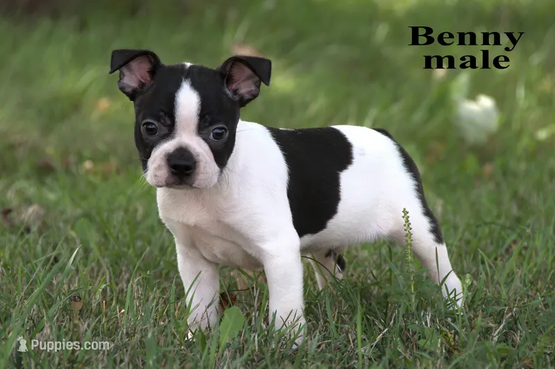Benny – Boston Terrier puppy for sale in Clare, MI