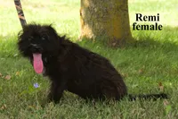 Remi, a female Poodle - Miniature  for sale in Clare, MI – 2 of 2