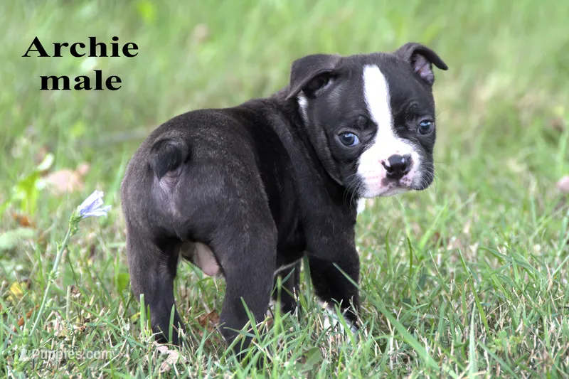 Archie – Boston Terrier puppy for sale in Clare, MI
