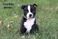 Archie, a male Boston Terrier for sale in Clare, MI – 2 of 3