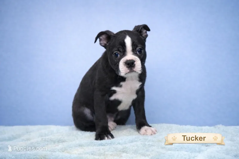 Tucker – Boston Terrier puppy for sale in Clare, MI