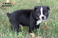 Otis, a male Boston Terrier for sale in Clare, MI – 2 of 2