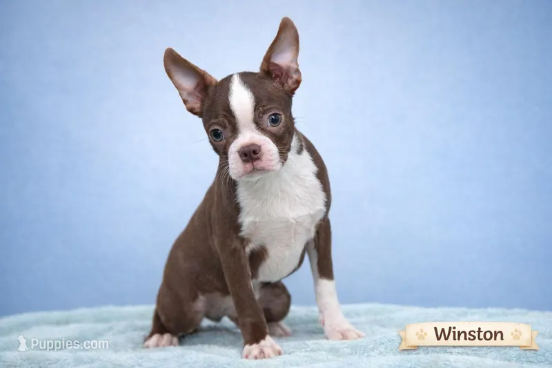 Winston  – Boston Terrier puppy for sale in Clare, MI