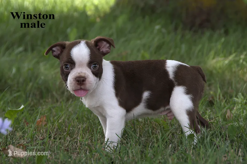 Winston – Boston Terrier puppy for sale in Clare, MI