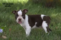 Winston, a male Boston Terrier for sale in Clare, MI – 1 of 2