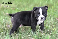 Archie, a male Boston Terrier for sale in Clare, MI – 3 of 3