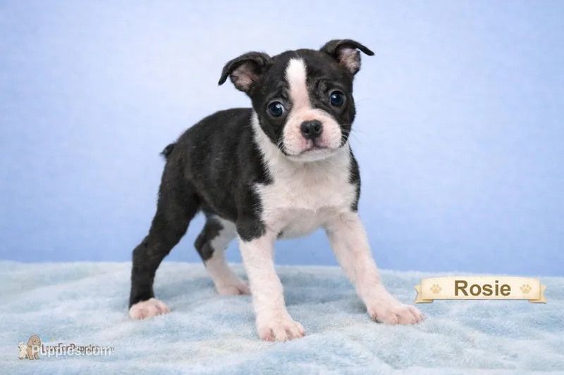 ROSIE – Boston Terrier puppy for sale in Clare, MI