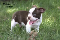 Winston, a male Boston Terrier for sale in Clare, MI – 2 of 2