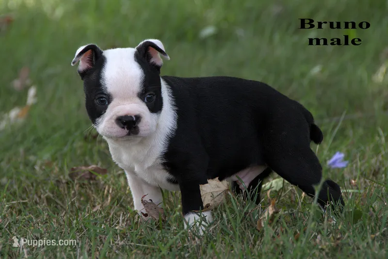 Bruno – Boston Terrier puppy for sale in Clare, MI