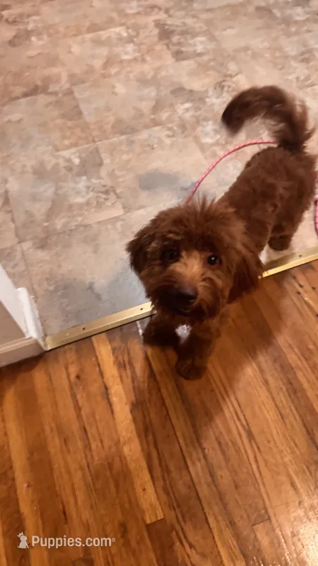 Bella – Miniature Goldendoodle puppy for sale in Cranbury, NJ