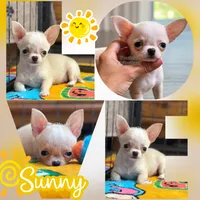 Sunny, a female Chihuahua for sale in Houston, TX – 2 of 2