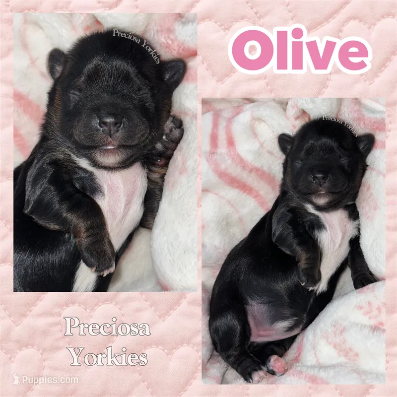 Olive – Yorkshire Terrier puppy for sale in Houston, TX