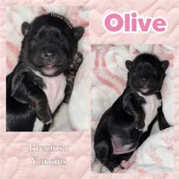Olive, a female Yorkshire Terrier for sale in Houston, TX – 1 of 1
