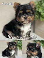 Gnocchi , a male Yorkshire Terrier for sale in Houston, TX – 2 of 2