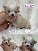 Sunny, a female Chihuahua for sale in Houston, TX – 1 of 1