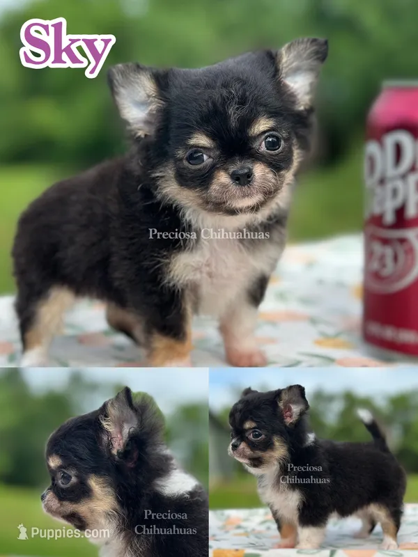 Sky – Chihuahua puppy for sale in Houston, TX