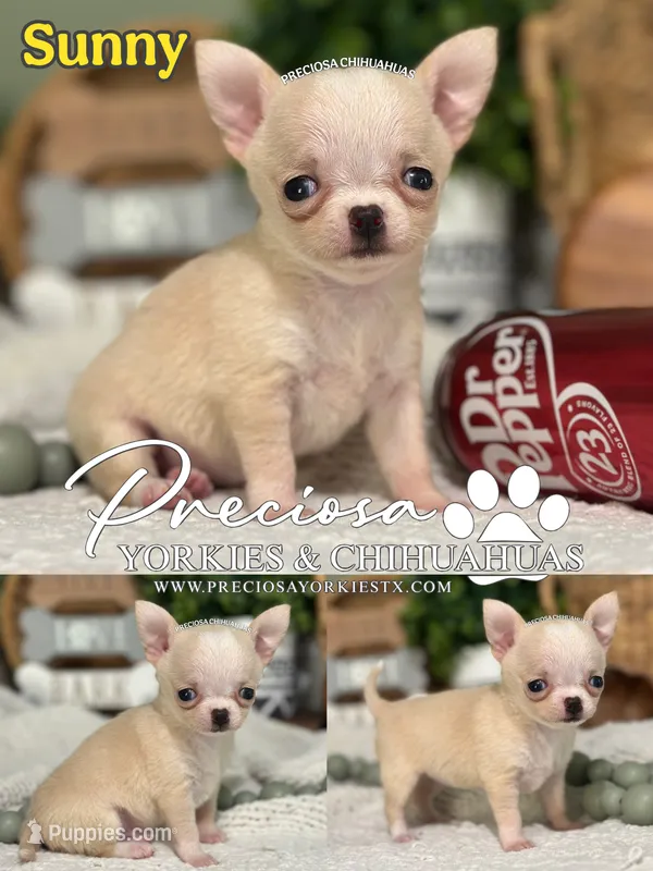 Sunny – Chihuahua puppy for sale in Houston, TX