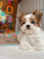 Belle, a female Yorkshire Terrier for sale in Houston, TX – 2 of 2