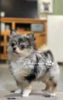  Moon, a female Chihuahua for sale in Houston, TX – 2 of 2