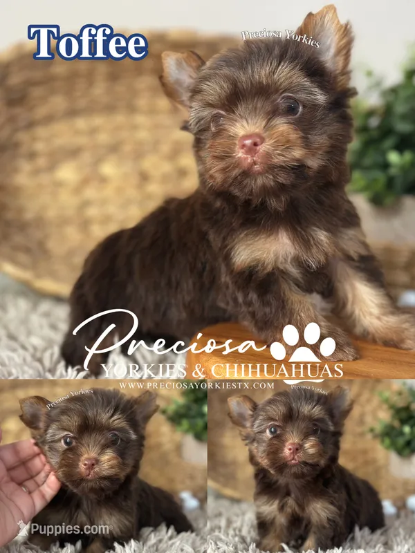 Toffee – Yorkshire Terrier puppy for sale in Houston, TX