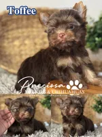 Toffee, a male Yorkshire Terrier for sale in Houston, TX – 1 of 1