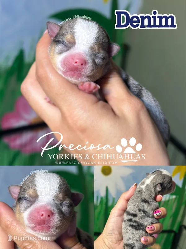 Denim – Chihuahua puppy for sale in Houston, TX