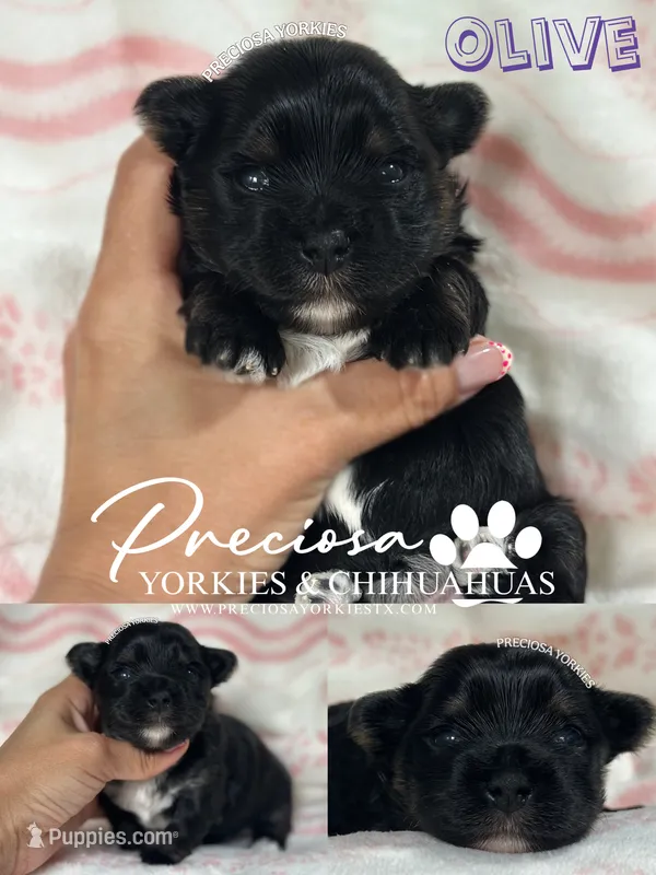 Olive – Yorkshire Terrier puppy for sale in Houston, TX