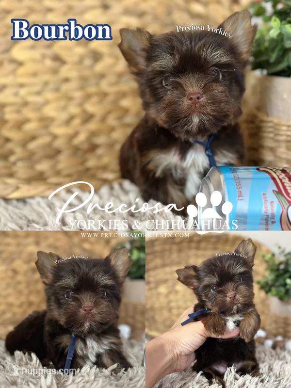 Bourbon – Yorkshire Terrier puppy for sale in Houston, TX