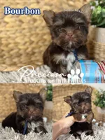 Bourbon, a male Yorkshire Terrier for sale in Houston, TX – 1 of 1
