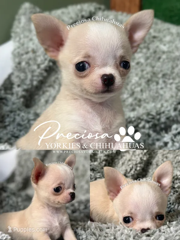 Sunny – Chihuahua puppy for sale in Houston, TX