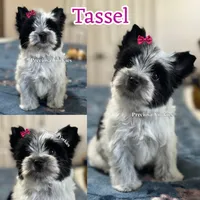 Tassel, a female Yorkshire Terrier for sale in Houston, TX – 1 of 1
