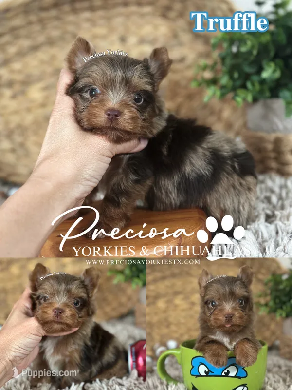 Truffle – Yorkshire Terrier puppy for sale in Houston, TX