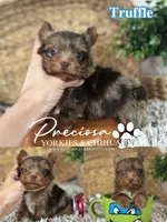 Truffle, a male Yorkshire Terrier for sale in Houston, TX – 1 of 1
