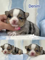 Denim, a male Chihuahua for sale in Houston, TX – 2 of 2