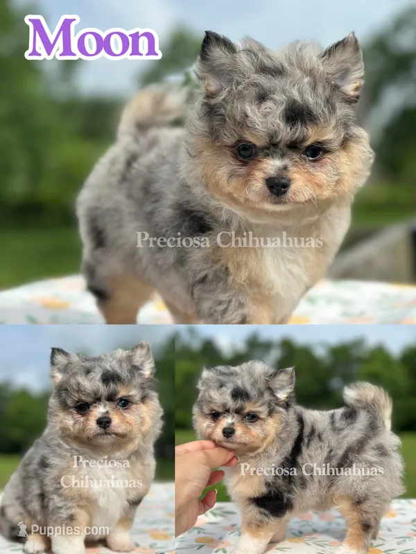 Luna – Chihuahua puppy for sale in Houston, TX