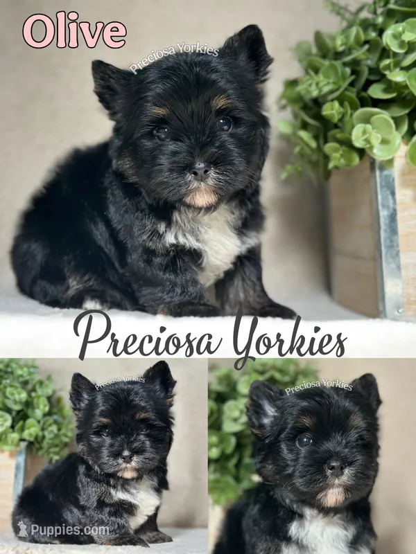Olive – Yorkshire Terrier puppy on hold in Houston, TX
