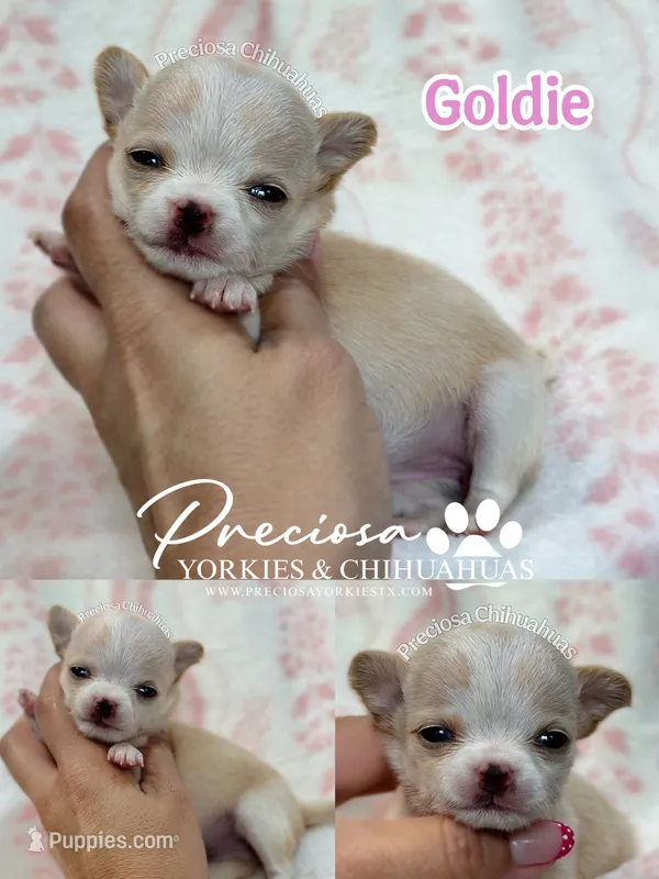Goldie  – Chihuahua puppy for sale in Houston, TX