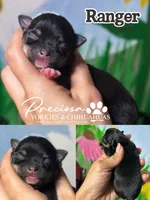 Ranger, a male Chihuahua for sale in Houston, TX – 1 of 1