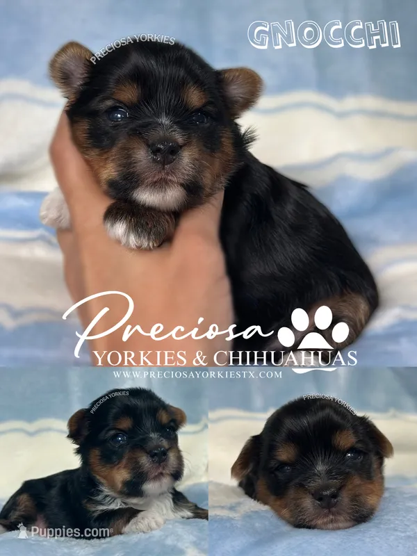 Gnocchi  – Yorkshire Terrier puppy for sale in Houston, TX