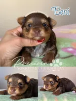 Beni, a male Yorkshire Terrier for sale in Houston, TX – Photo 2 of 2