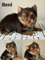Beni, a male Yorkshire Terrier for sale in Houston, TX – Photo 1 of 2