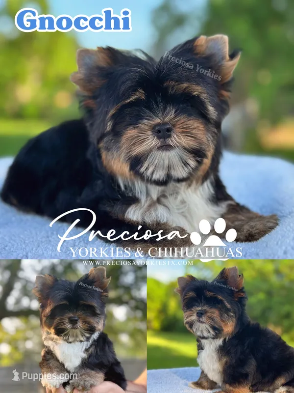Gnocchi  – Yorkshire Terrier puppy for sale in Houston, TX
