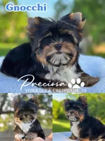 Gnocchi , a male Yorkshire Terrier for sale in Houston, TX – 1 of 1